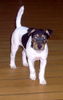 Jack-Russell-Terrier Hund