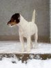 Jack-Russell-Terrier Hund