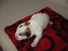 Jack-Russell-Terrier Hund