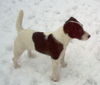 Jack-Russell-Terrier Hund