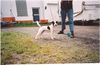 Jack-Russell-Terrier Hund