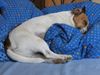 Jack-Russell-Terrier Hund