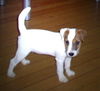 Jack-Russell-Terrier Hund