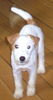 Jack-Russell-Terrier Hund