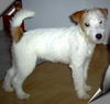 Jack-Russell-Terrier Hund