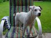 Jack-Russell-Terrier Hund