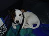 Jack-Russell-Terrier Hund