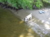 Jack-Russell-Terrier Hund