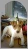 Jack-Russell-Terrier Hund