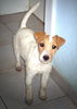 Jack-Russell-Terrier Hund