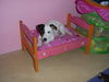 Jack-Russell-Terrier Hund