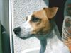 Jack-Russell-Terrier Hund