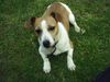 Jack-Russell-Terrier Hund