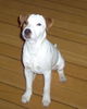 Jack-Russell-Terrier Hund