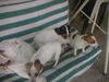 Jack-Russell-Terrier Hund