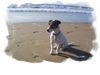 Jack-Russell-Terrier Hund