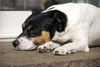 Jack-Russell-Terrier Hund