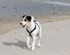 Jack-Russell-Terrier Hund