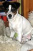 Jack-Russell-Terrier Hund