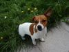 Jack-Russell-Terrier Hund