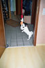 Jack-Russell-Terrier Hund