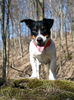 Jack-Russell-Terrier Hund