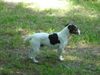 Jack-Russell-Terrier Hund