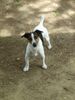 Jack-Russell-Terrier Hund