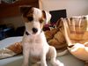 Jack-Russell-Terrier Hund