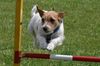 Jack-Russell-Terrier Hund