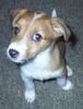 Jack-Russell-Terrier Hund