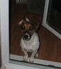 Jack-Russell-Terrier Hund