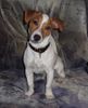 Jack-Russell-Terrier Hund