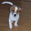 Jack-Russell-Terrier Hund