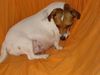 Jack-Russell-Terrier Hund