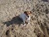 Jack-Russell-Terrier Hund