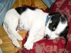 Jack-Russell-Terrier Hund