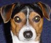 Jack-Russell-Terrier Hund