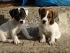 Jack-Russell-Terrier Hund