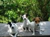 Jack-Russell-Terrier Hund