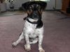 Jack-Russell-Terrier Hund