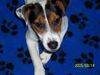 Jack-Russell-Terrier Hund