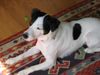 Jack-Russell-Terrier Hund