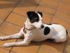 Jack-Russell-Terrier Hund