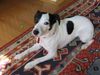 Jack-Russell-Terrier Hund