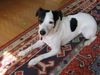 Jack-Russell-Terrier Hund