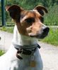 Jack-Russell-Terrier Hund