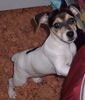 Jack-Russell-Terrier Hund