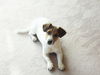 Jack-Russell-Terrier Hund