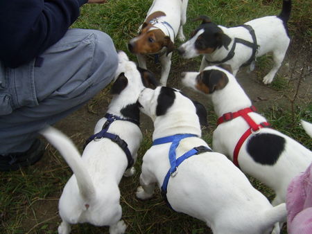 Jack-Russell-Terrier unsere Cocki mit Papa Starski + Geschwister Alexis,Akim + Jack am 19.11.06 mit genau 6Mo.